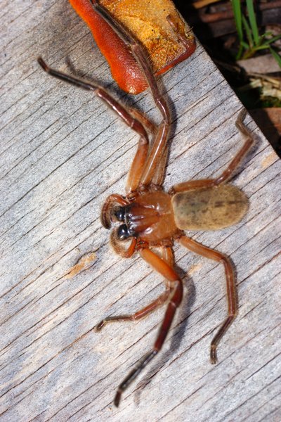 spider