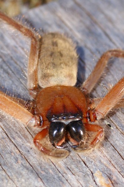 spider