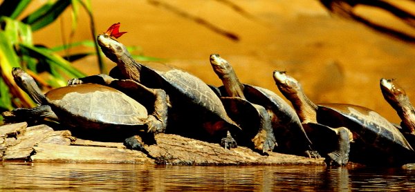 turtle