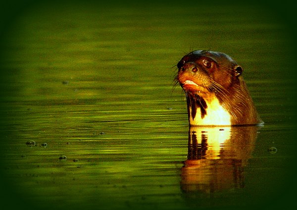 giant otter