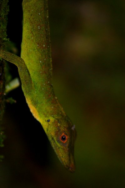 lizard
