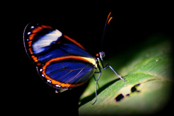 butterfly