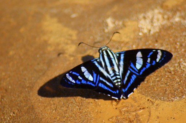 butterfly