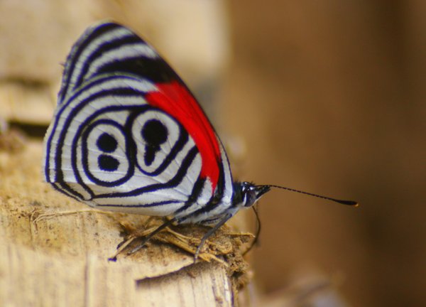 butterfly