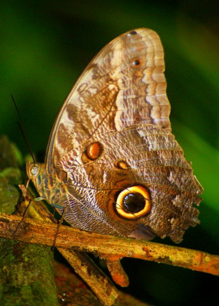 moth butterfly