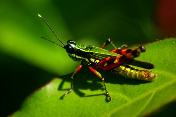 grasshopper