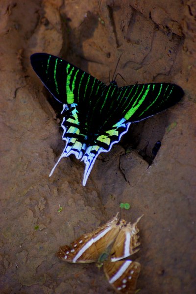 butterfly