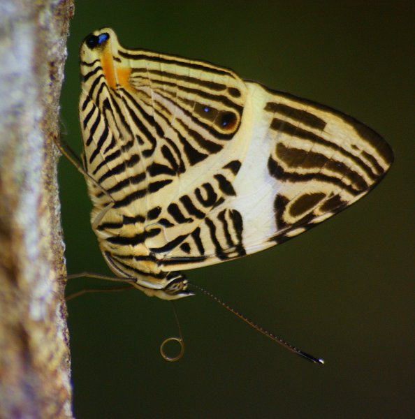 butterfly