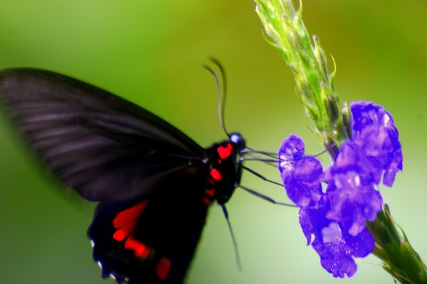 butterfly