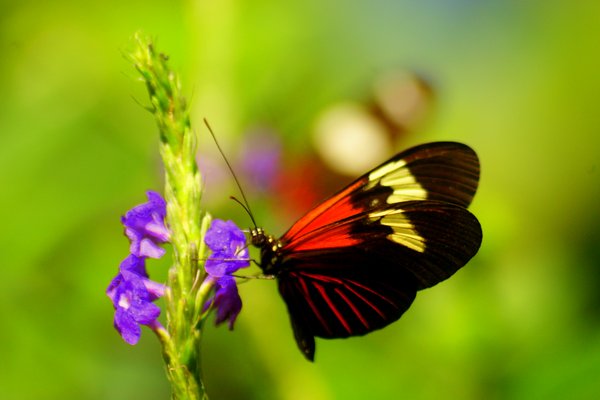 butterfly