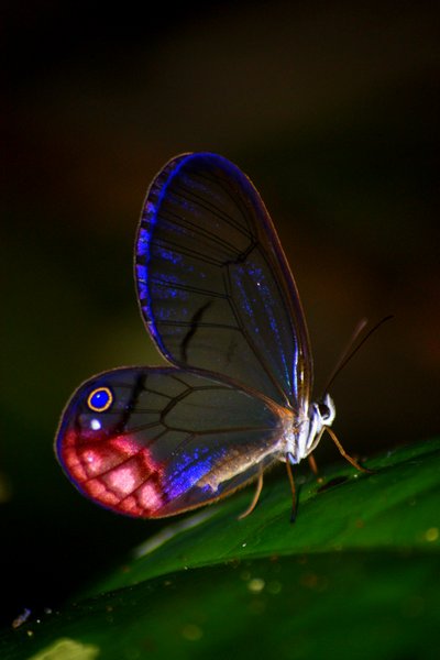 butterfly