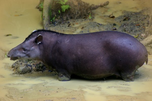 tapir