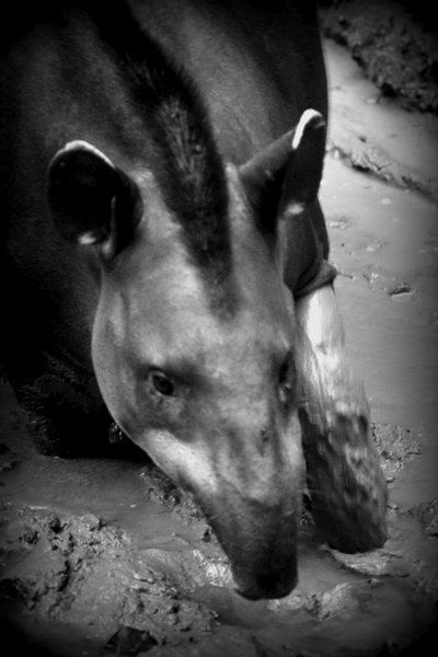 tapir