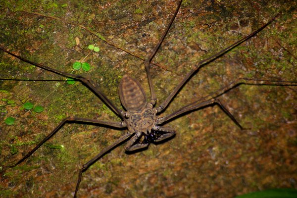 spider