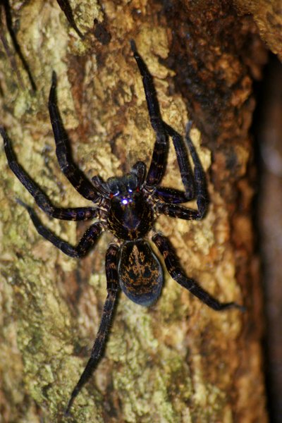 spider