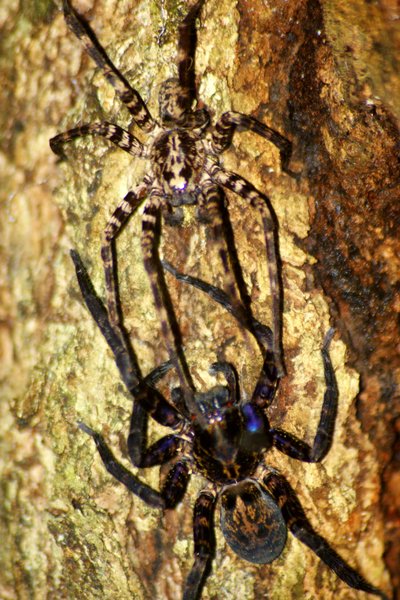 spider