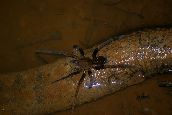 spider