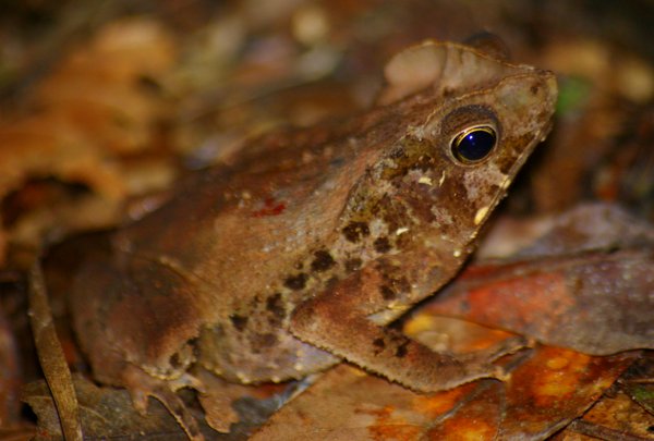 frog