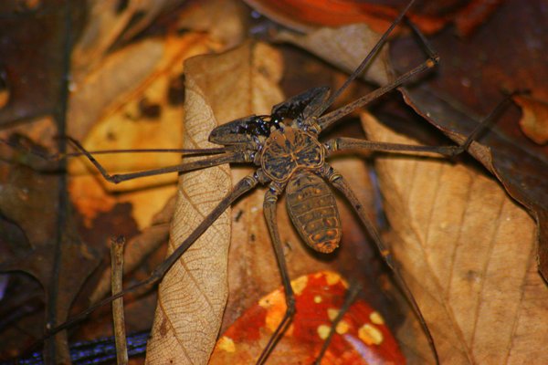 spider