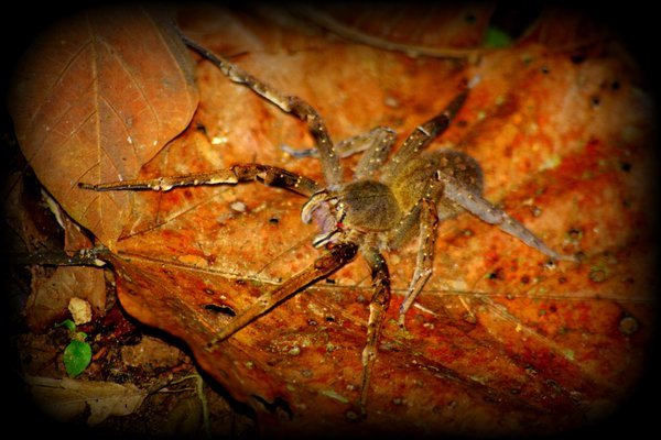 spider