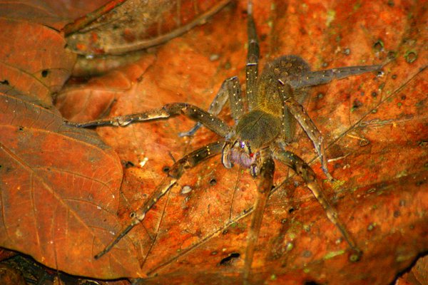 spider