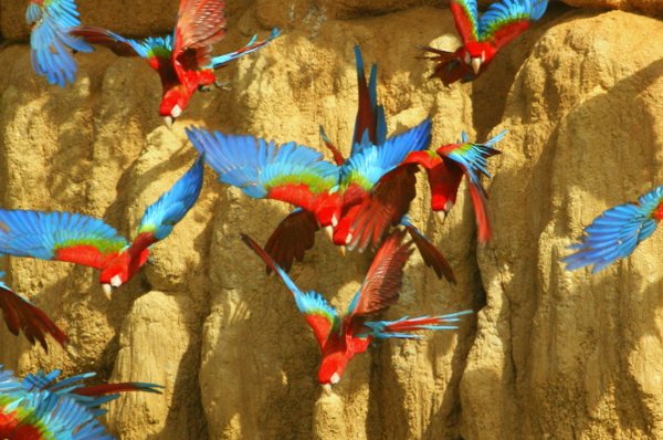 macaw