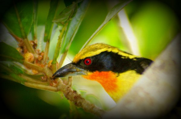 peru bird