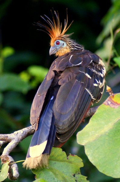 hoatzin