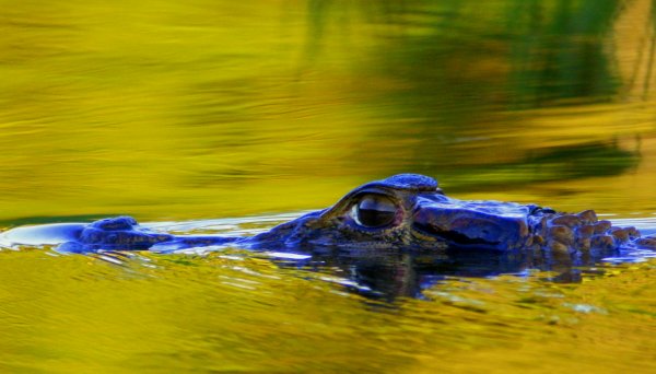 caiman