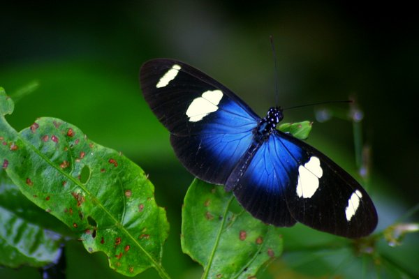 butterfly