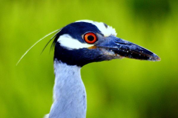heron