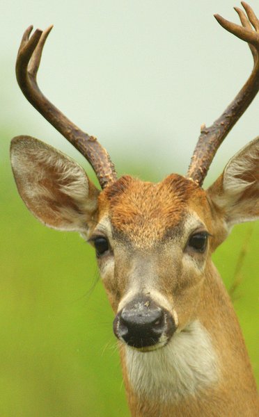 deer
