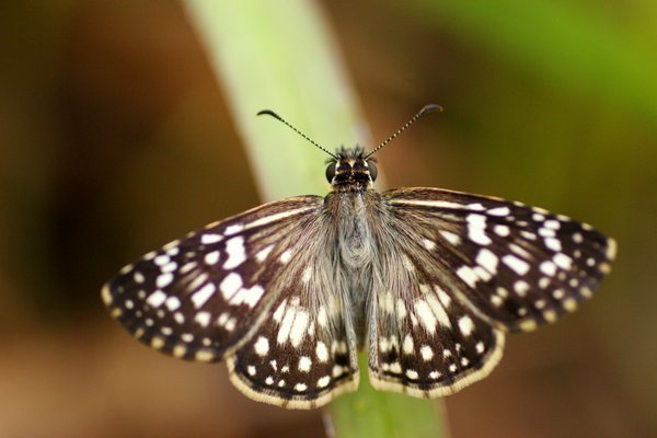 SONY DSC