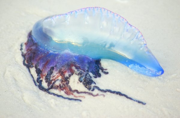 jellyfish