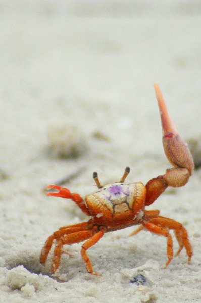 crab