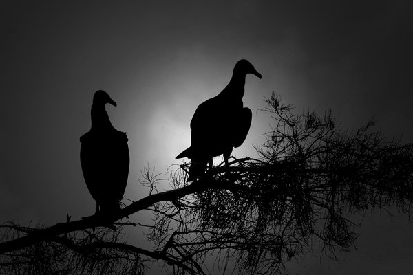vulture