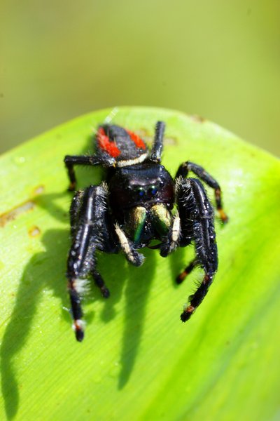 spider