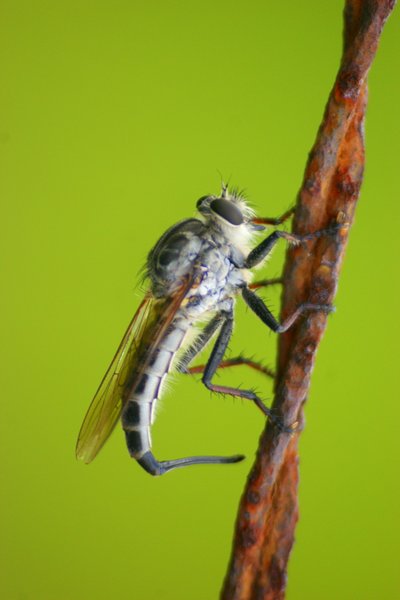 insect