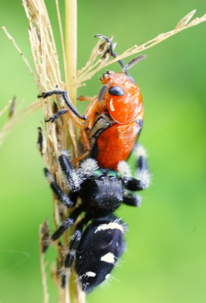 spider