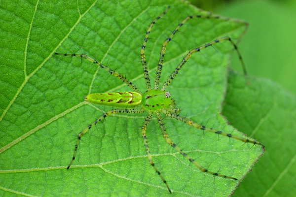 spider