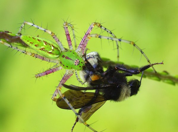 spider