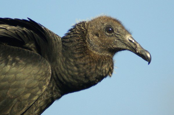 vulture