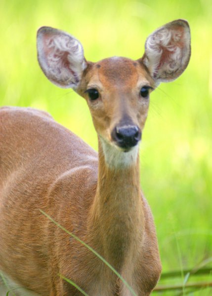 deer