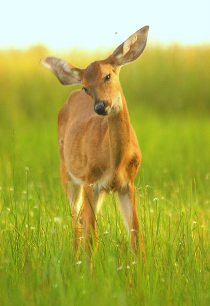 deer