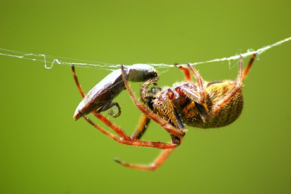 spider