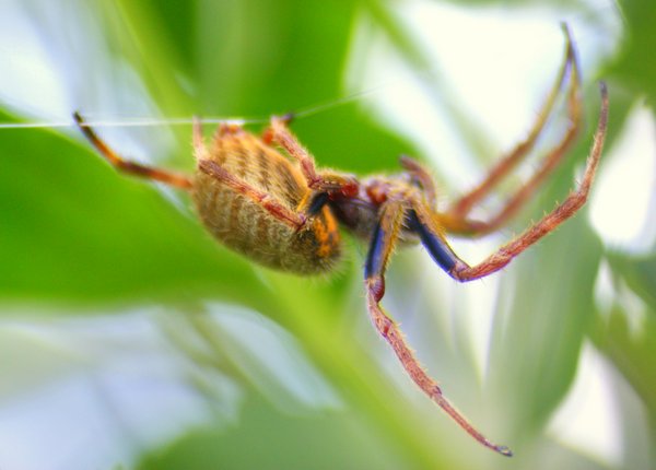 spider