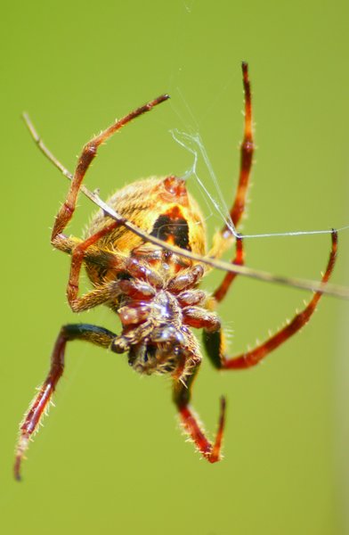 spider