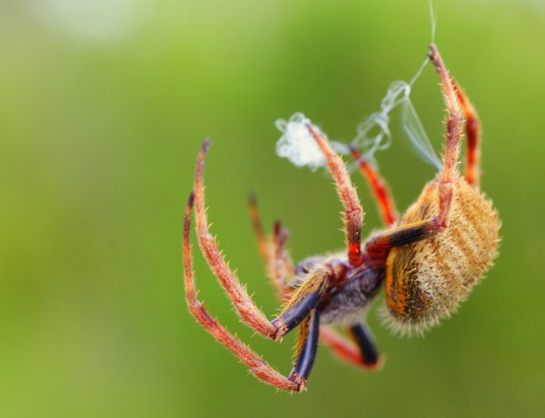 spider