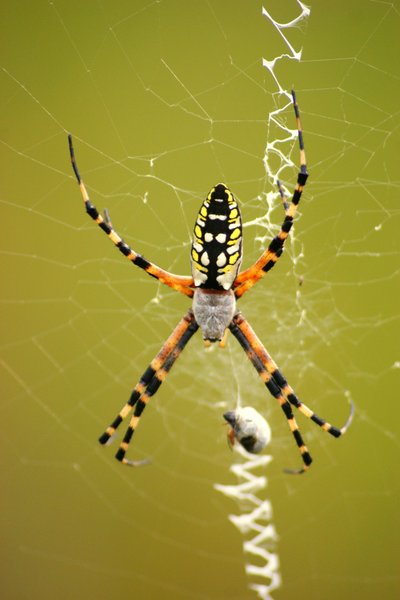 spider