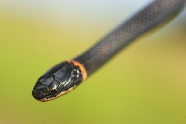 snake